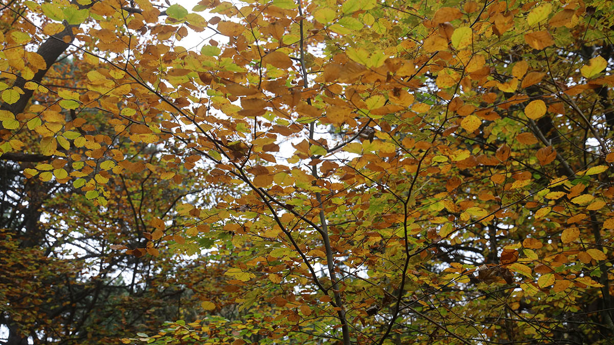 Herfstkleuren